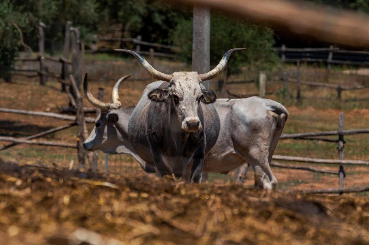 La Cerreta - Terme Di Sassetta Villa Buitenkant foto